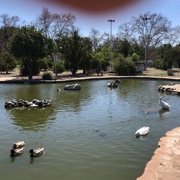 Can't we all just get along like the ducks in the turtles Can't we all just get along like the ducks in the turtles