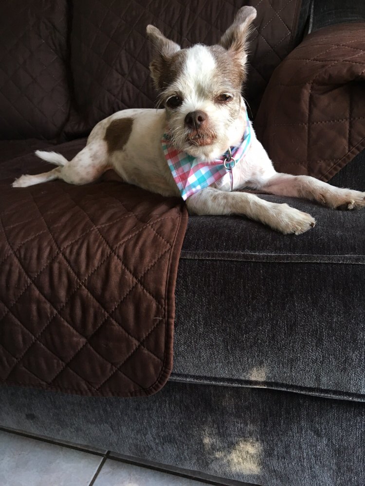 MUST LOVE DOGS MOBILE GROOMING Updated September 2024 23 Photos & 17 Reviews 6300 Craner