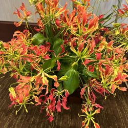 Fabulous Florals - Gloriosa Lilies are available for order placed 10 -14 days in advance . Exquisite in a vase by them selves!