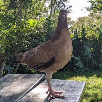 Diamond Head Lookout - This chatty chicken joined us for lunch. - Parks Near Me - Honolulu, Hawaii