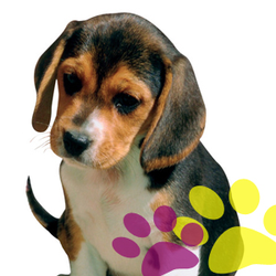 Fuzzy Butts Dog Daycare - Fuzzy Butts Dog Daycare