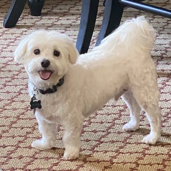 Pawsitively Perfect - Pet Groomers Near Me - Overland Park, Kansas