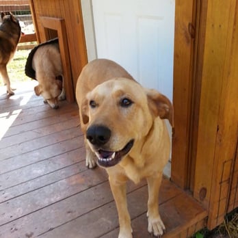 Dancing Creek Farm - Lots of socializing - Pet Training Near Me - Cascade, Virginia