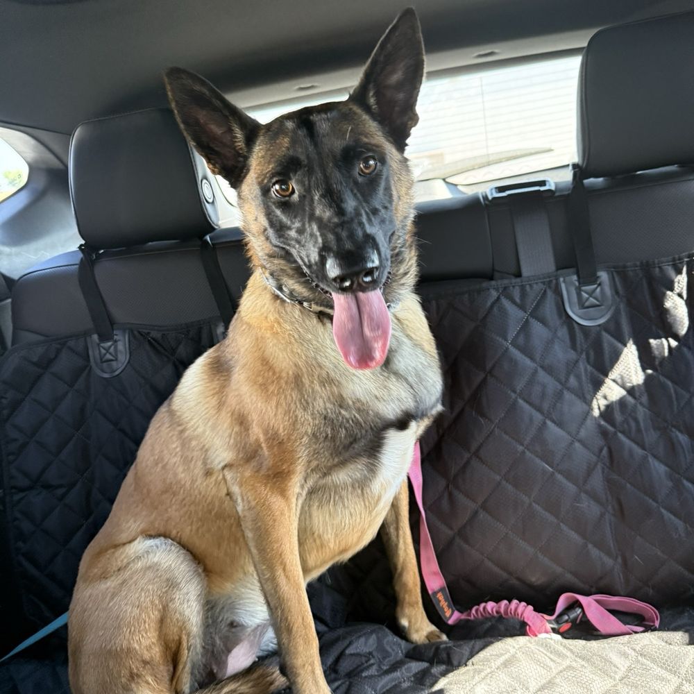 Puppy Face - Aela after her groom and spa - Pet Groomers Near Me - La Habra, California Puppy Face - Aela after her groom and spa - Pet Groomers Near Me - La Habra, California
