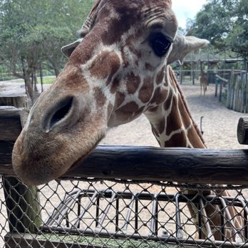 Brevard Zoo - Zoos Near Me - Melbourne, Florida Brevard Zoo - Zoos Near Me - Melbourne, Florida