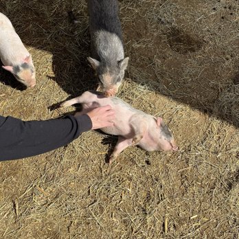 SoCalMiniPigs - Pet Breeders Near Me - Valley Center, California SoCalMiniPigs - Pet Breeders Near Me - Valley Center, California