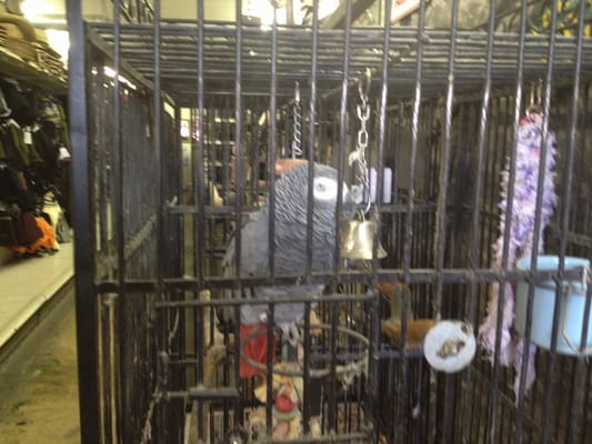 The Supply Sergeant by null