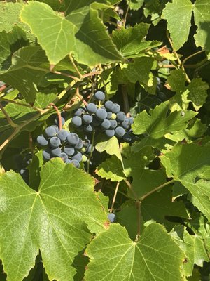 Woods Bay Wine by null