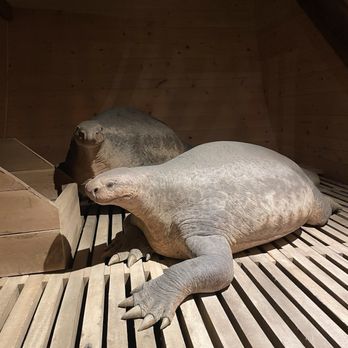 Ark Encounter - Museums Near Me - Williamstown, Kentucky