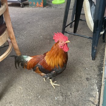 Kihei Caffe - Rooster roaming around - Hawaiian Near Me - Kihei, Hawaii Kihei Caffe - Rooster roaming around - Hawaiian Near Me - Kihei, Hawaii