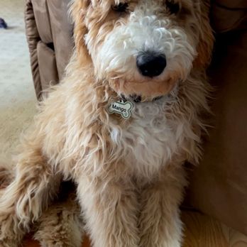 Discount Pets - mango before - Pet Groomers Near Me - Anaheim, California