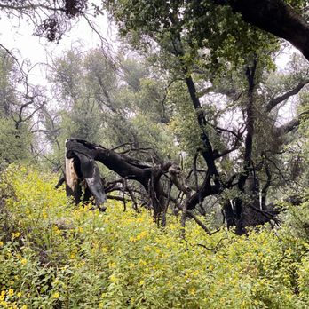 Montecito Peak Hike - 5/11/2020 Seeing the tree like this breaks my heart still - Hiking Near Me - Montecito, California Montecito Peak Hike - 5/11/2020 Seeing the tree like this breaks my heart still - Hiking Near Me - Montecito, California