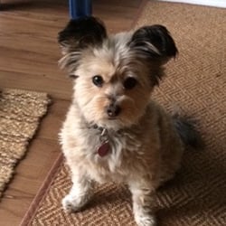 Laurie's Dog Walking - Waiting for her treat after her walk. I just love her ears.