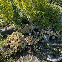 Lone Pine Gardens