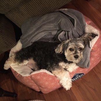 Karen Kelly, DVM - Lexi after her appointment just chilling! - Veterinarians Near Me Karen Kelly, DVM - Lexi after her appointment just chilling! - Veterinarians Near Me