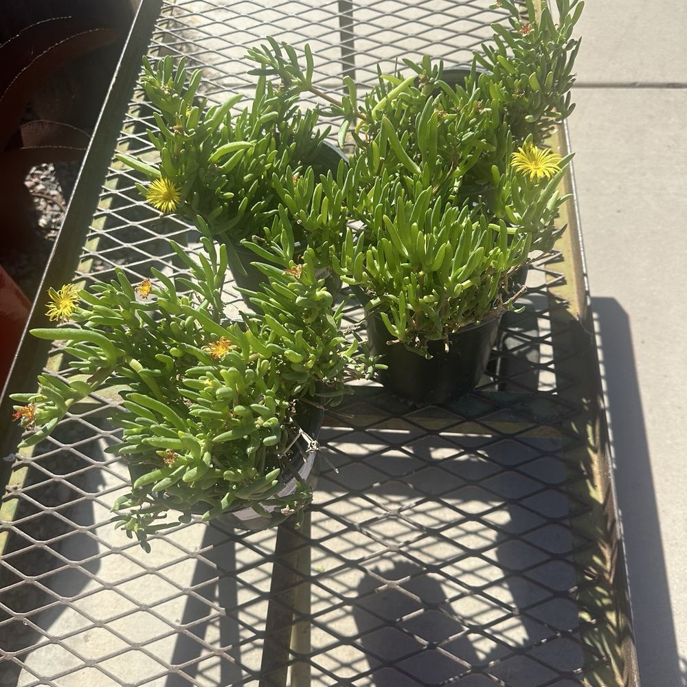 Treeland Nurseries - Nurseries & Gardening Near Me - Mesa, Arizona