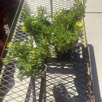 Treeland Nurseries - Nurseries & Gardening Near Me - Mesa, Arizona