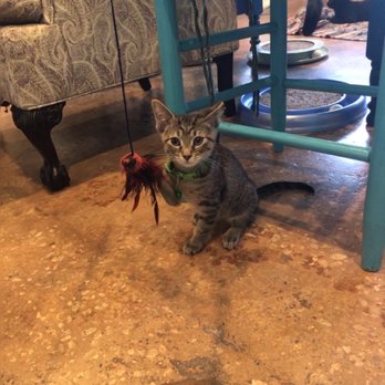 The Witty Whisker Cat Cafe - Cat - Themed Cafes Near Me - St. Augustine, Florida