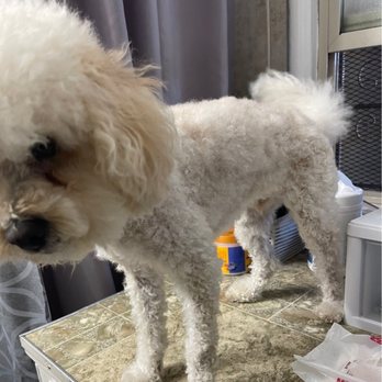 Nio’s Grooming & Bath - Another view from after picking him up. - Pet Groomers Near Me Nio’s Grooming & Bath - Another view from after picking him up. - Pet Groomers Near Me