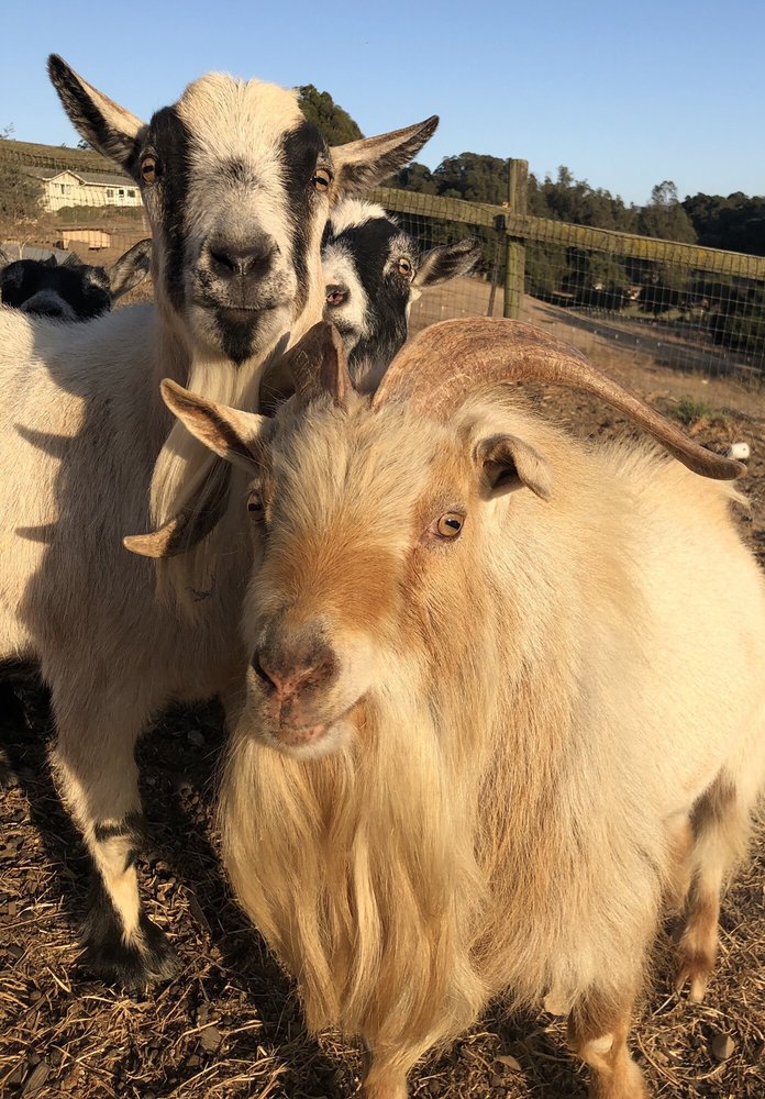 AROMAS FEED AND RANCH SUPPLIES 95 Photos & 18 Reviews Pet Stores