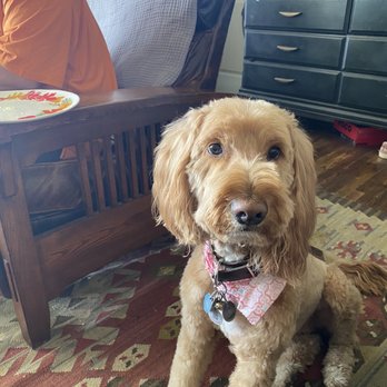 Furry Land - One ear not cut. - Pet Groomers Near Me Furry Land - One ear not cut. - Pet Groomers Near Me