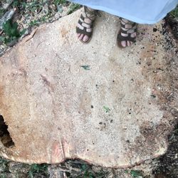 Dilorenzo Tree Care - The willow tree stump. Very large!