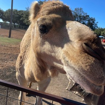 The Exotic Resort Zoo - Camel - Tours Near Me - Johnson City, Texas The Exotic Resort Zoo - Camel - Tours Near Me - Johnson City, Texas