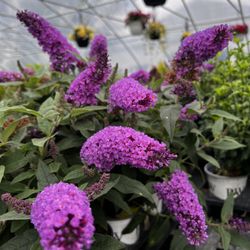 Pugster Periwinkle Buddleia (Butterfly Bush) - June 2025