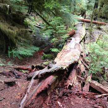 Old Salmon River Trail - Hiking Near Me - Clackamas, Oregon