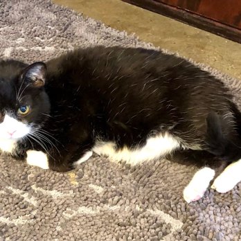 The Dogroom - The cat that attacked my husbands dog. Super sweet with people but not very friendly with small dogs. Lol - Pet Groomers Near Me - Farmington, Utah The Dogroom - The cat that attacked my husbands dog. Super sweet with people but not very friendly with small dogs. Lol - Pet Groomers Near Me - Farmington, Utah
