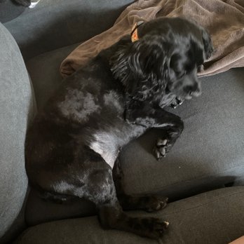 Grooming Spot - Pet Groomers Near Me - Columbus, Ohio
