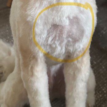 Citydog! Club - Have no idea what they did here but clearly he was shaved by two different blades and poorly at that. - Pet Groomers Near Me - Mountain View, California