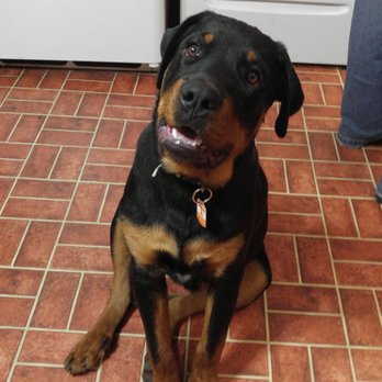 Mobile Pet Grooming - Pet Groomers Near Me Mobile Pet Grooming - Pet Groomers Near Me
