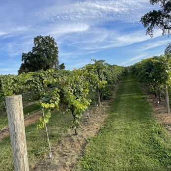 Bleu Frog Vineyards - Wine Tasting Room Near Me - Leesburg, Virginia Bleu Frog Vineyards - Wine Tasting Room Near Me - Leesburg, Virginia