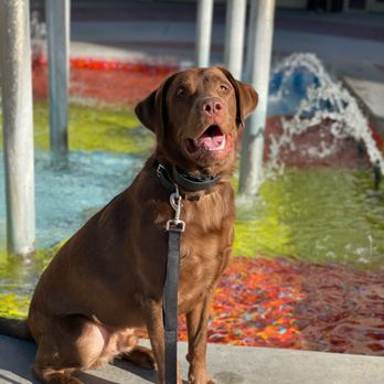 Off Leash K9 Training - Pet Training Near Me Off Leash K9 Training - Pet Training Near Me