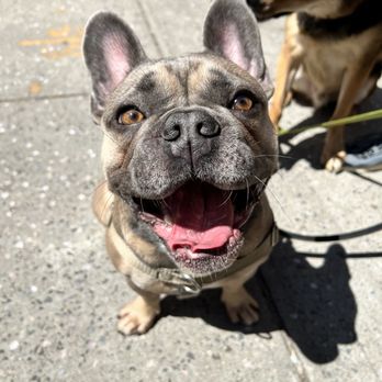 Doggie Global - Pet Boarding Near Me - Brooklyn, New York Doggie Global - Pet Boarding Near Me - Brooklyn, New York