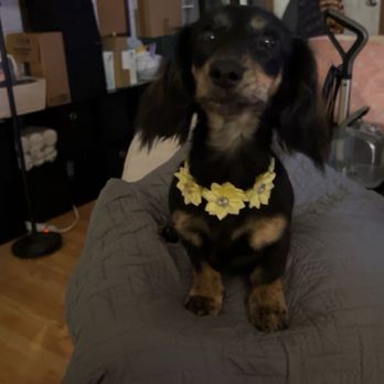 Sniff & Howl - Trimmed ears, feet, and long straggling hair! - Pet Groomers Near Me Sniff & Howl - Trimmed ears, feet, and long straggling hair! - Pet Groomers Near Me