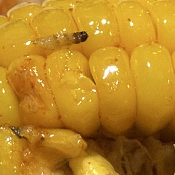 The Kickin Crab - corn with caterpillar - Seafood Near Me - Bell Gardens, California