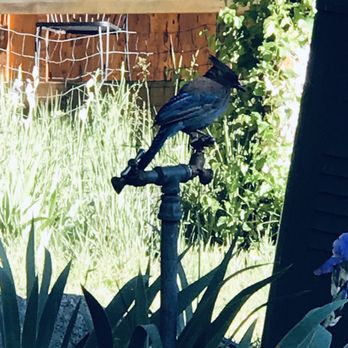 June Lake RV Park - Blue jay at the camp ground - RV Parks Near Me - June Lake, California June Lake RV Park - Blue jay at the camp ground - RV Parks Near Me - June Lake, California