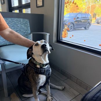 Harmony Animal Hospital - They are so good with my sweet pup - Veterinarians Near Me - Apex, North Carolina