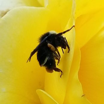 Point Defiance Rose Garden - Close up of a bee in one of the roses at the Point Defiance Rose Garden! - Botanical Gardens Near Me - Tacoma, Washington