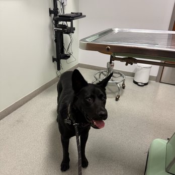 Broomfield Veterinary Hospital - Veterinarians Near Me - Broomfield, Colorado Broomfield Veterinary Hospital - Veterinarians Near Me - Broomfield, Colorado