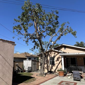 Vazquez tree service - avocado tree after - Tree Services Near Me - Whittier, California Vazquez tree service - avocado tree after - Tree Services Near Me - Whittier, California