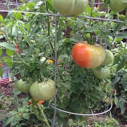 Geraldine L Thompson Care Center - Where residents grow and eat their own jersey tomatoes!