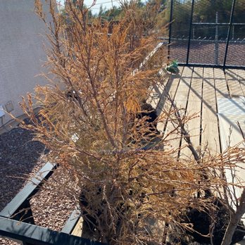 Star Nursery - Nurseries & Gardening Near Me - Pahrump, Nevada Star Nursery - Nurseries & Gardening Near Me - Pahrump, Nevada