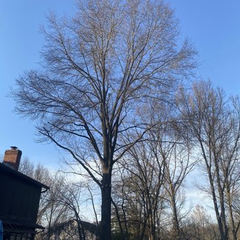 Pat Gallagher Enterprises - After - Tree Services Near Me - Creve Coeur, Missouri