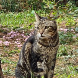 After being a house guardian for 19 yrs, he enjoyed smelling the flowers in his old age. After being a house guardian for 19 yrs, he enjoyed smelling the flowers in his old age.