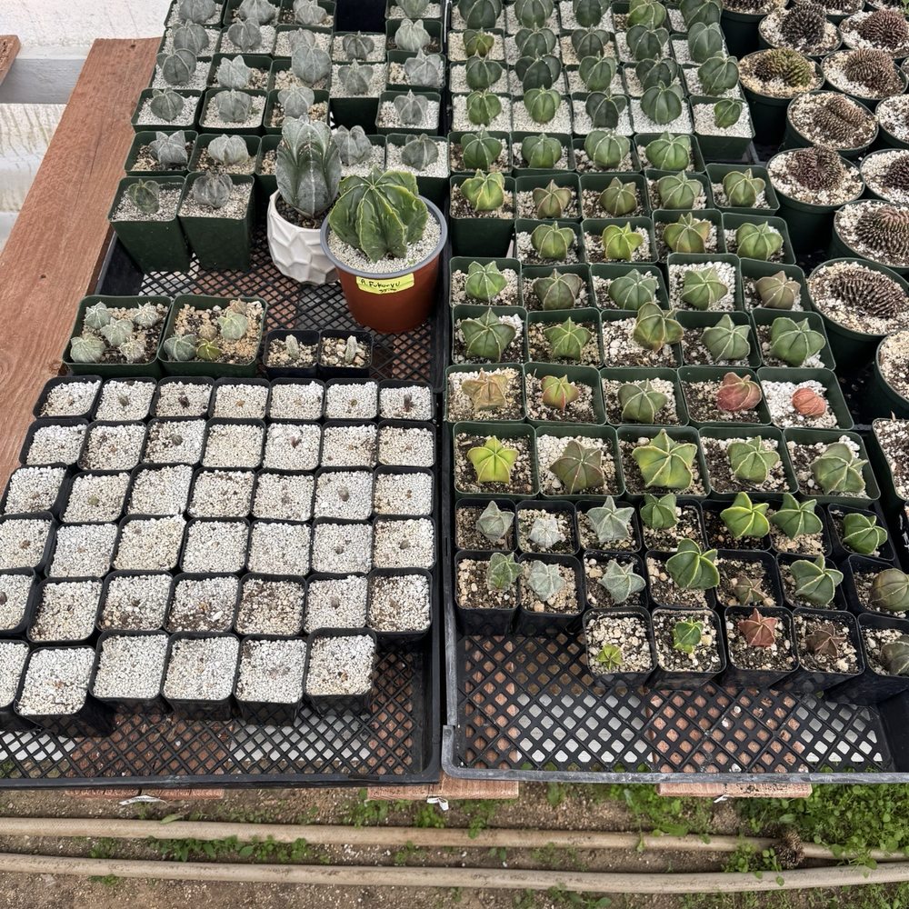 Rojas Succulents and Cacti - Astrophytums - Nurseries & Gardening Near Me - Fallbrook, California Rojas Succulents and Cacti - Astrophytums - Nurseries & Gardening Near Me - Fallbrook, California