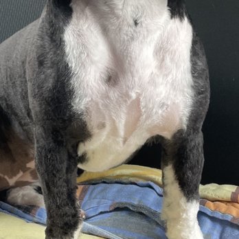 Jazzy Pawz  - Pet Groomers Near Me - Atlanta, Georgia