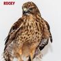 Wings Rescue Center